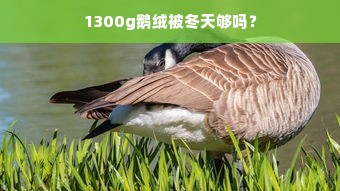 1300g鹅绒被冬天够吗？