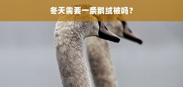 冬天需要一条鹅绒被吗？