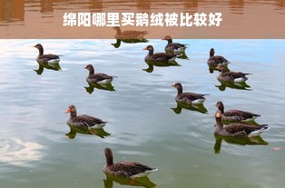 绵阳哪里买鹅绒被比较好