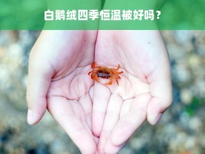 白鹅绒四季恒温被好吗？