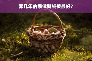 养几年的鹅做鹅绒被最好？