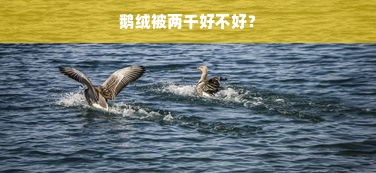 买鹅绒被都有检测报告吗