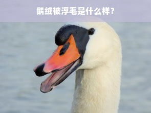 鹅绒被浮毛是什么样？