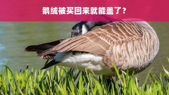 鹅绒被买回来就能盖了？