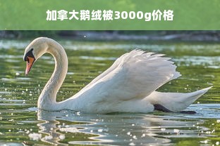 加拿大鹅绒被3000g价格