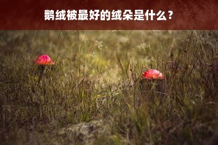 鹅绒被最好的绒朵是什么？