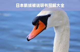 日本鹅绒被说明书图解大全