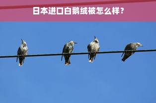 日本进口白鹅绒被怎么样？