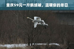 重庆59元一斤鹅绒被，温暖你的冬日