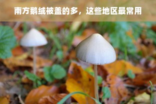 南方鹅绒被盖的多，这些地区最常用