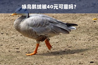 咏鸟鹅绒被40元可靠吗？