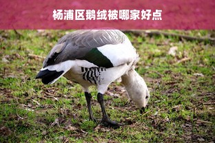 杨浦区鹅绒被哪家好点