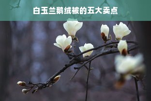 白玉兰鹅绒被的五大卖点