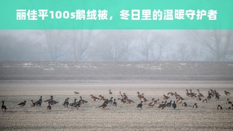 丽佳平100s鹅绒被，冬日里的温暖守护者