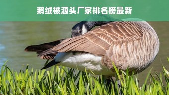 鹅绒被源头厂家排名榜最新