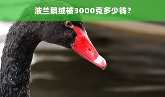 波兰鹅绒被3000克多少钱？