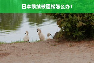 日本鹅绒被蓬松怎么办？