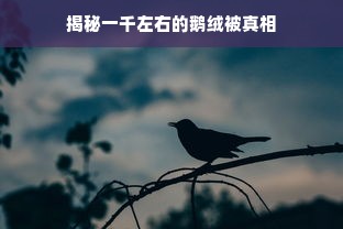 揭秘一千左右的鹅绒被真相