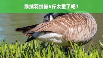 鹅绒羽绒被5斤太重了吧？