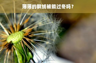 薄薄的鹅绒被能过冬吗？