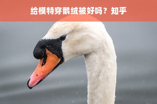 给模特穿鹅绒被好吗？知乎