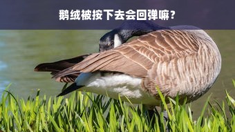 鹅绒被按下去会回弹嘛？