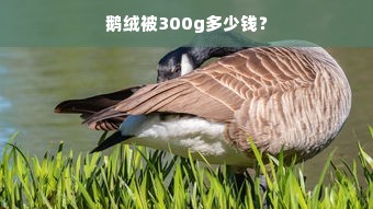 鹅绒被300g多少钱？