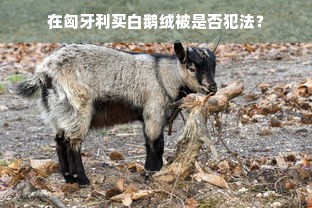 在匈牙利买白鹅绒被是否犯法？