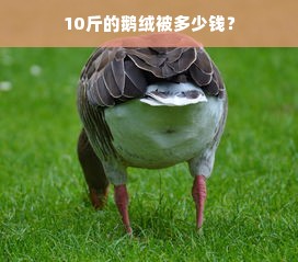 10斤的鹅绒被多少钱？