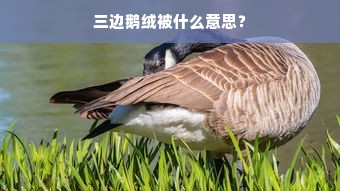 三边鹅绒被什么意思？