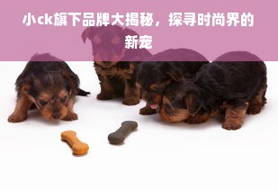 小ck旗下品牌大揭秘，探寻时尚界的新宠