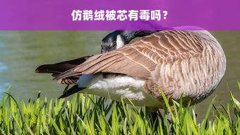 仿鹅绒被芯有毒吗？