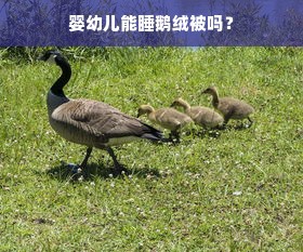 婴幼儿能睡鹅绒被吗？