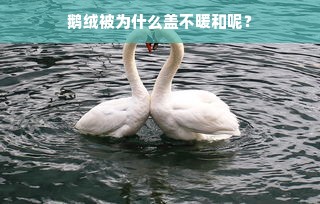 鹅绒被为什么盖不暖和呢？