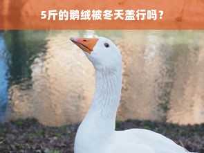 5斤的鹅绒被冬天盖行吗？