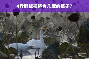 4斤鹅绒被适合几度的被子？