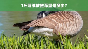 1斤鹅绒被推荐量是多少？