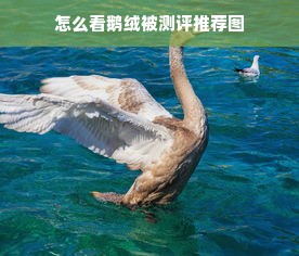 怎么看鹅绒被测评推荐图