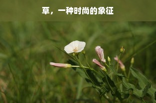 草，一种时尚的象征