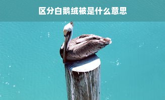 区分白鹅绒被是什么意思