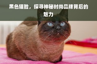 黑色猫脸，探寻神秘时尚品牌背后的魅力