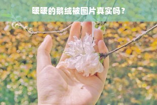 暖暖的鹅绒被图片真实吗？