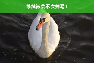 鹅绒被会不会掉毛？