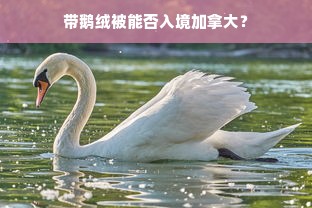 带鹅绒被能否入境加拿大？