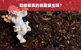 鹅绒被真的能阻螨虫吗？