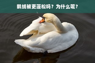 鹅绒被更蓬松吗？为什么呢？