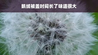 鹅绒被盖时间长了味道很大