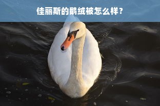 佳丽斯的鹅绒被怎么样？