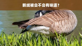 鹅绒被会不会有味道？