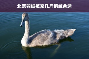 北京羽绒被充几斤鹅绒合适